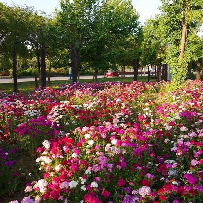 Dianthus Seeds (Free Pot Mixture 100 gm)